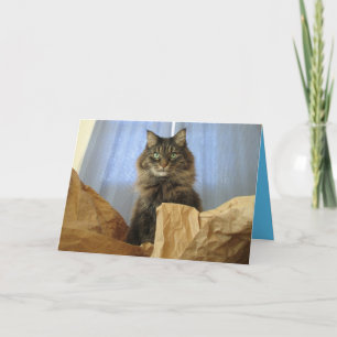 Maine Coon Kitty Katze Süße Anpassbare Karte