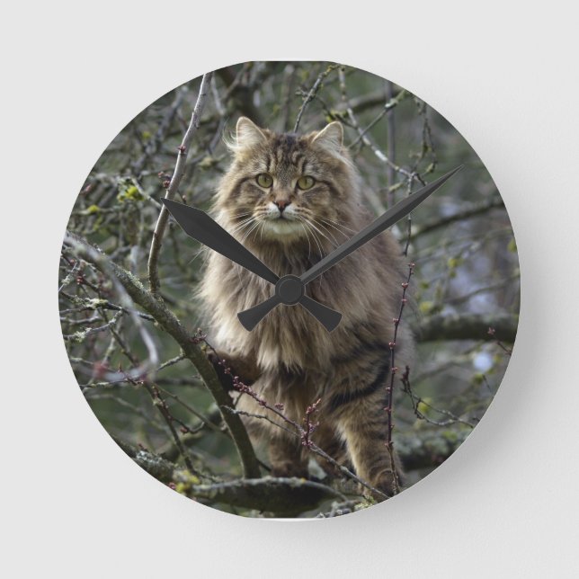 Maine Coon Long-hair Tabby Cat Animal Pet Clock Runde Wanduhr (Vorderseite)