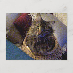 Maine Coon Tabby Cat Postkarte