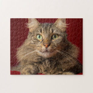 Maine Coon zu Weihnachten mit Sammler