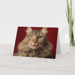 Maine Coon zu Weihnachten mit Sammler