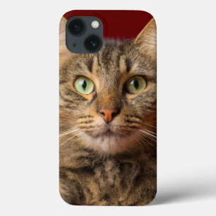 Maine Coon zu Weihnachten mit Sammler title_seo2