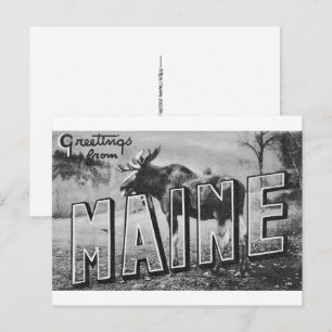 Maine-Elch  Postkarte