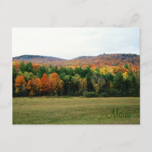 Maine Foliage Postkarte (Vorderseite)