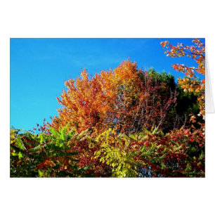 Maine Foliage und ein blauer Himmel