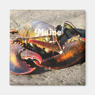 Maine Lobster Magnet