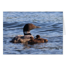 Maine Loon avec carte bébé