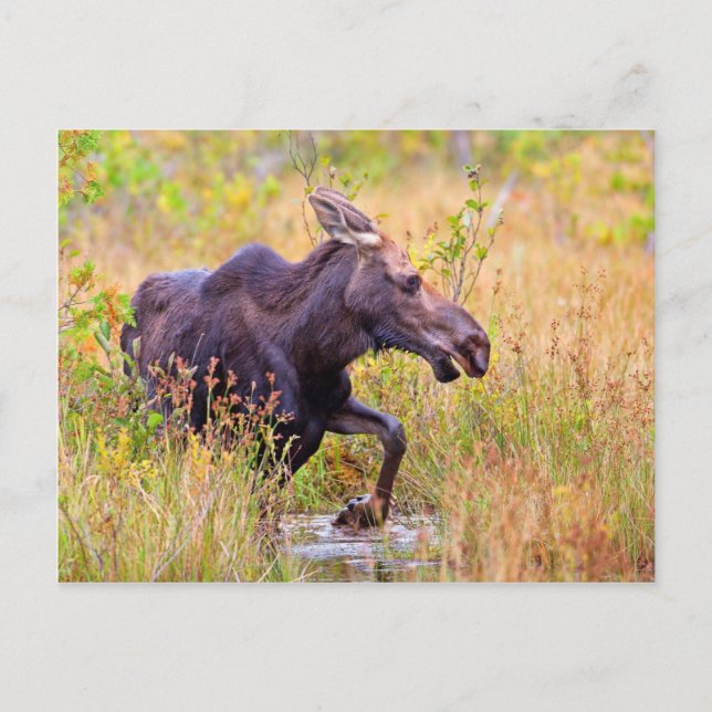 Maine Moose Postkarte (Vorderseite)