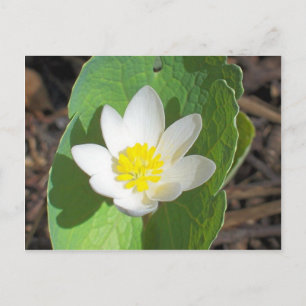 Maine Spring Postkarte