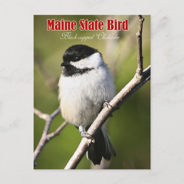 Maine Staat Bird - Schwarzkappenkichade Postkarte (Vorderseite)