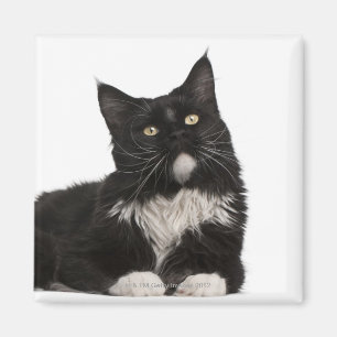 Maine-Waschbär (15 Monate alte) Magnet