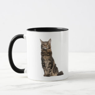 Maine-Waschbär (8 Monate alte) Tasse