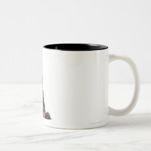 Maine-Waschbär (8 Monate alte) Zweifarbige Tasse