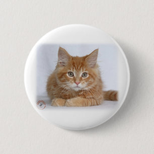Maine-Waschbär-Kätzchen 9Y226D-373a Button