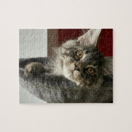 Maine-Waschbär-Kätzchen-Puzzle