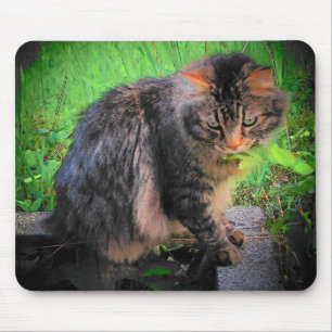 Maine-Waschbär-Katze auf Ziegelsteinen Mousepad
