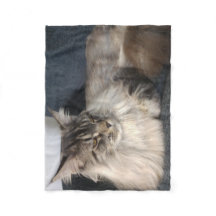 Maine-Waschbär-Katze