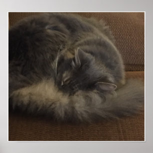 Maine-Waschbär-Katze Poster