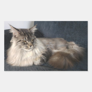 Maine-Waschbär-Katzen-Aufkleber Rechteckiger Aufkleber