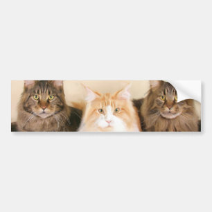 Maine-Waschbär Katzen-Autoaufkleber Autoaufkleber