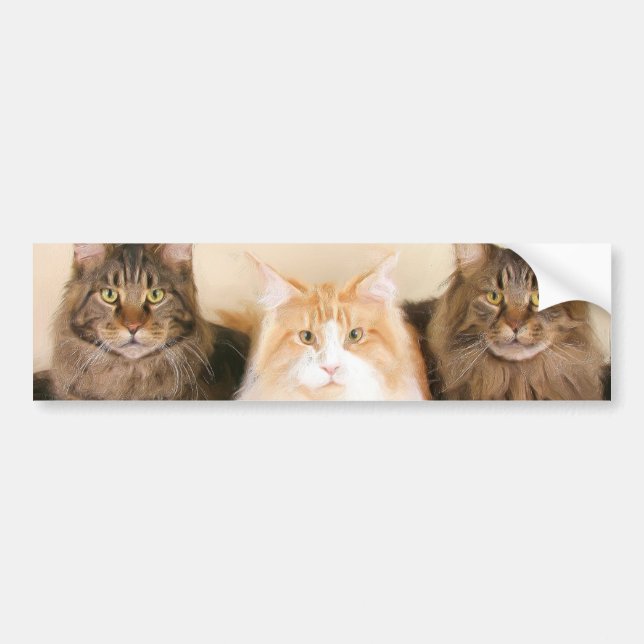 Maine-Waschbär Katzen-Autoaufkleber Autoaufkleber (Vorne)