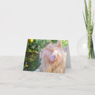 Maine-Waschbär-Katzen-Foto-Anmerkungs-Karte Karte