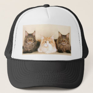Maine-Waschbär Katzen-Kappe Truckerkappe
