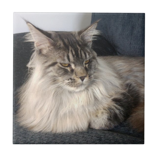 Maine-Waschbär-Katzen-Keramik-Fliese Fliese (Vorderseite)