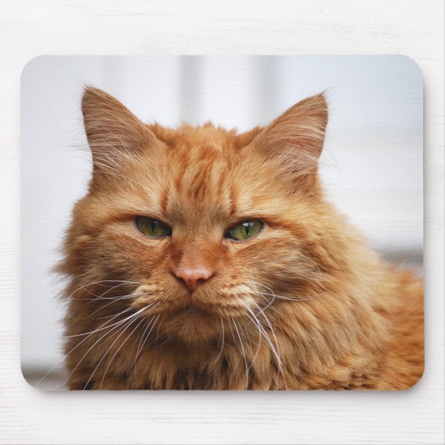 Maine-Waschbär-Katzen-Mausunterlage Mousepad (Vorne)