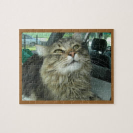 Maine-Waschbär-Miezekatze