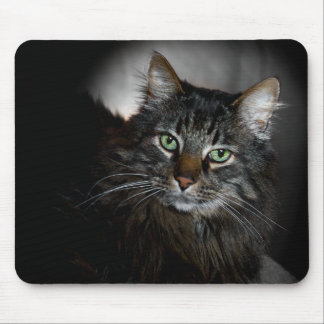Maine-Waschbär Mousepad