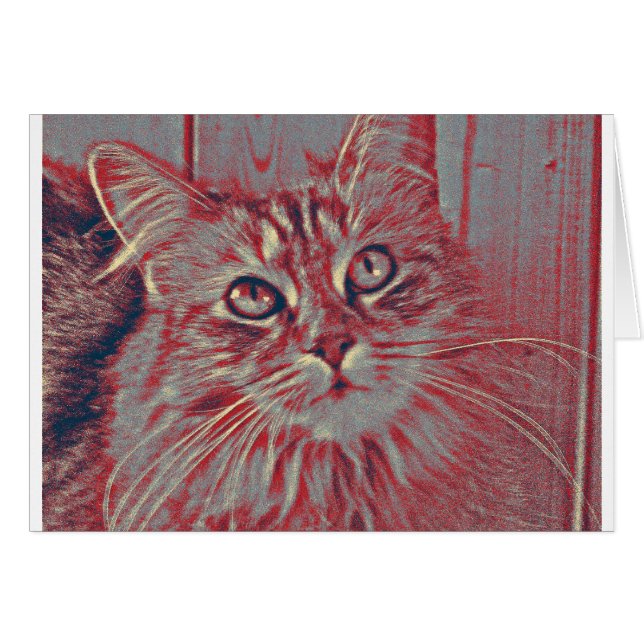 Maine-Waschbärkatze (Vorderseite (Horizontal))