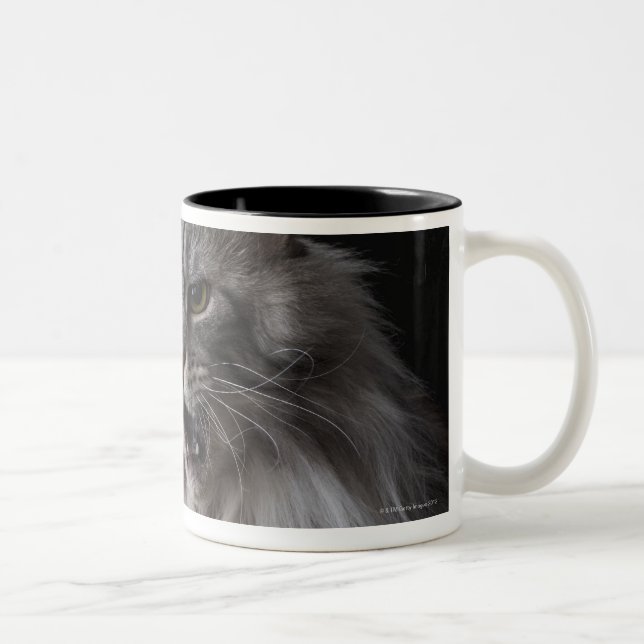 Maine-Waschbärkatze 2 Zweifarbige Tasse (Rechts)