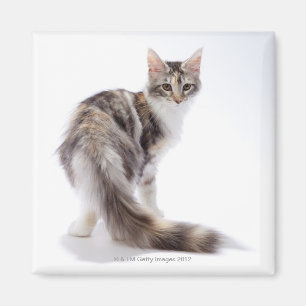 Maine-Waschbärkatze Magnet