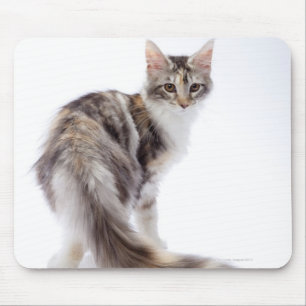 Maine-Waschbärkatze Mousepad