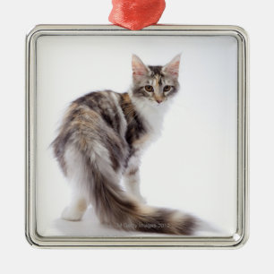 Maine-Waschbärkatze Silbernes Ornament