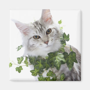 Maine-Waschbärkatze und Verzierung des Efeus Magnet