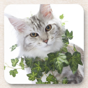 Maine-Waschbärkatze und Verzierung des Efeus Untersetzer