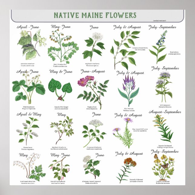 Maine Wildblumen Blossom Monatsname Poster (Vorne)