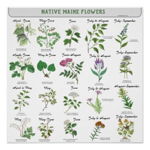 Maine-Wildblumen blühen Monat Lateinischer Name Poster