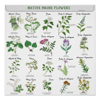 Maine-Wildblumen blühen Monat Lateinischer Name Poster