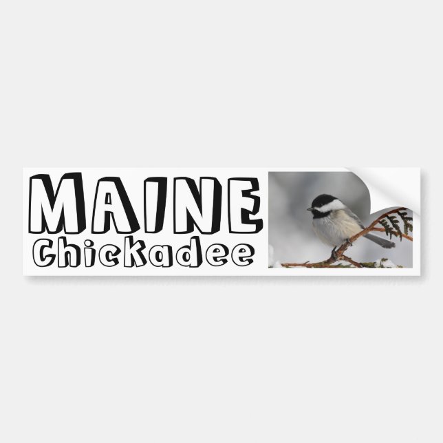 MaineChickadee Autoaufkleber (Vorne)