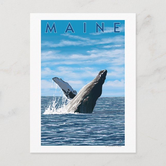 MaineHumpback Whale Scene Postkarte (Vorderseite)