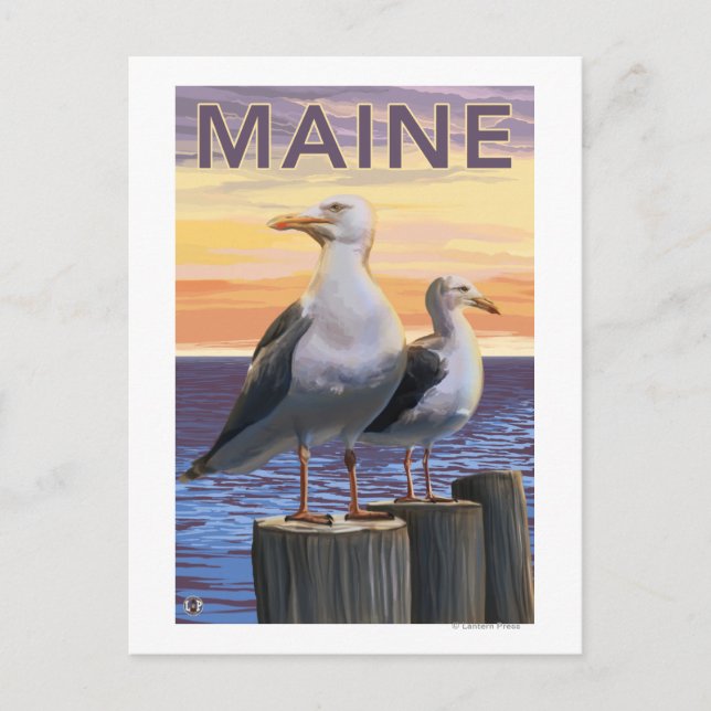 MaineSea Gulls Scene Postkarte (Vorderseite)