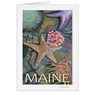 MaineTidepool Szene