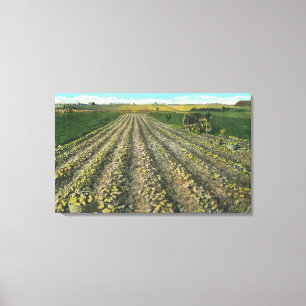 MaineView einer Kartoffelfarm in Maine Leinwanddruck