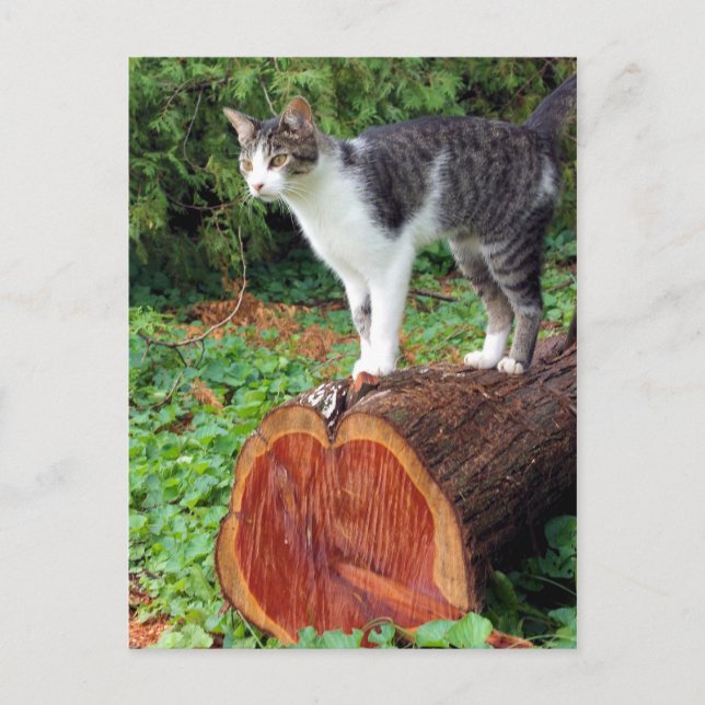 Maintenant, Vous Avez Mon Attention - Carte Kitty (Devant)