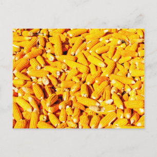 Mais auf dem Cob Postkarte