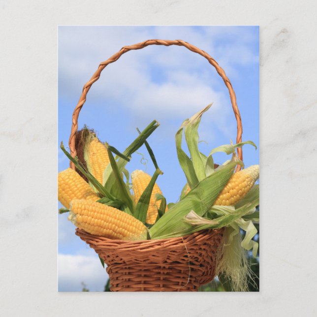 Mais auf der Cob-Postkarte Postkarte (Vorderseite)