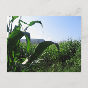 Mais Postkarte
